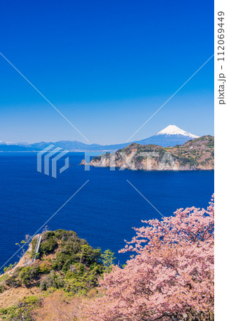 （静岡県）早咲き桜咲く西伊豆黄金崎・富士山遠望 112069449