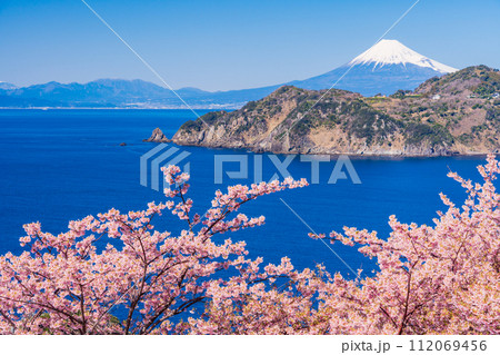 (静岡県)早咲き桜咲く西伊豆黄金崎・富士山遠望 (静岡県)早咲き桜咲く西伊豆黄金崎・富士山遠望 112069456