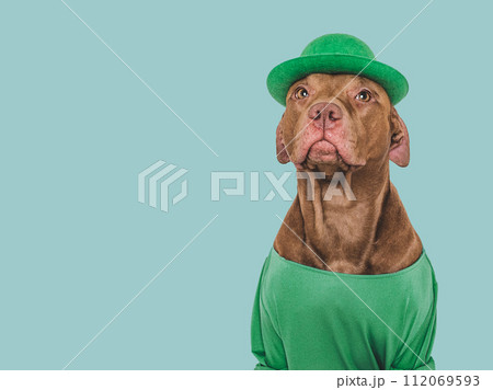 Lovable, pretty puppy and a bright green hat 112069593