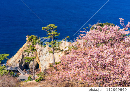 (静岡県)早咲き桜咲く西伊豆黄金崎 (静岡県)早咲き桜咲く西伊豆黄金崎 112069640