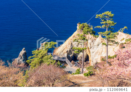 (静岡県)早咲き桜咲く西伊豆黄金崎 (静岡県)早咲き桜咲く西伊豆黄金崎 112069641