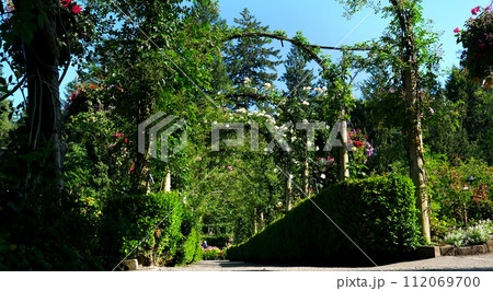 The Butchart Gardens famous gardens of Butchert on Victoria Island. Rose garden Canada. High quality 4k footage 112069700