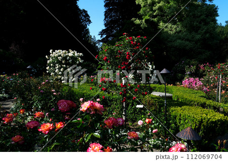 The Butchart Gardens famous gardens of Butchert on Victoria Island. Rose garden Canada. High quality 4k footage The Butchart Gardens famous gardens of Butchert on Victoria Island. Rose garden Canada. High quality 4k footage 112069704