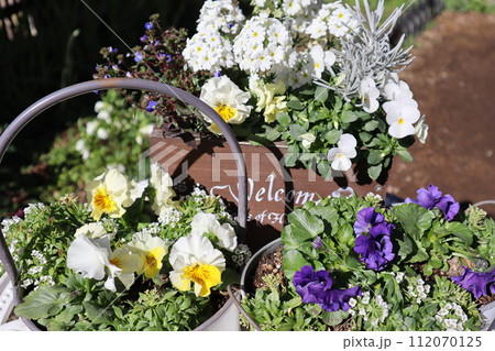 花の寄せ植え&寄せ鉢 花の寄せ植え&寄せ鉢 112070125