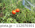 トマト2つ 112070301