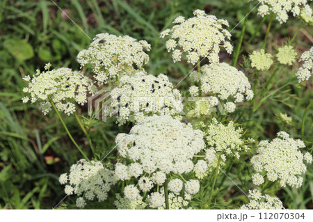 ニンジンの花 112070304