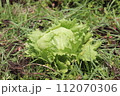 夏の畑で収穫間近のレタスの風景を撮影 112070306