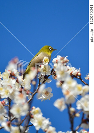 メジロと梅の花 112070341