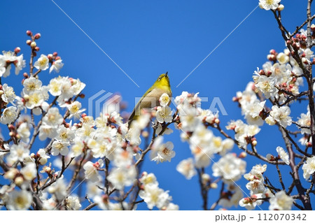 メジロと梅の花 112070342