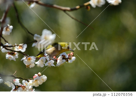 メジロと梅の花 メジロと梅の花 112070356