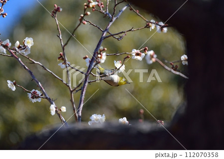 メジロと梅の花 メジロと梅の花 112070358
