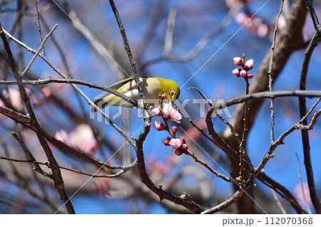 メジロと梅の花 112070368