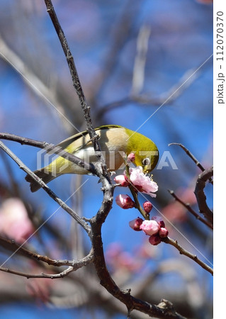 メジロと梅の花 メジロと梅の花 112070370