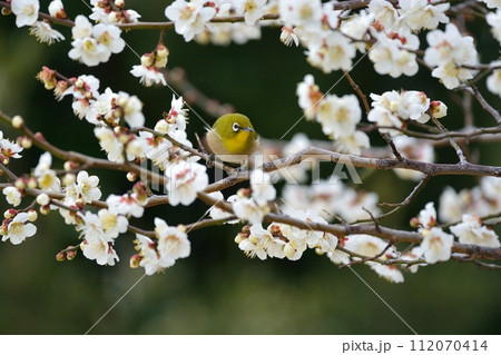メジロと梅の花 112070414