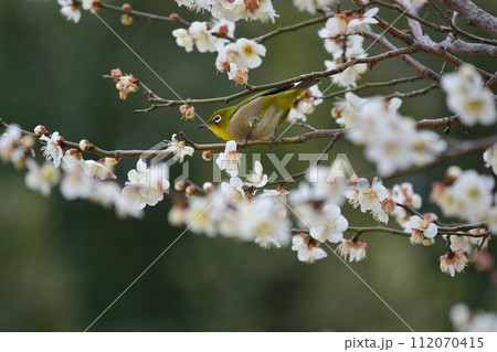 メジロと梅の花 112070415