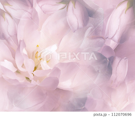 Jasmine flowers. Floral light pink background. Petals jasmine. Close-up. Nature. Jasmine flowers. Floral light pink background. Petals jasmine. Close-up. Nature. 112070696