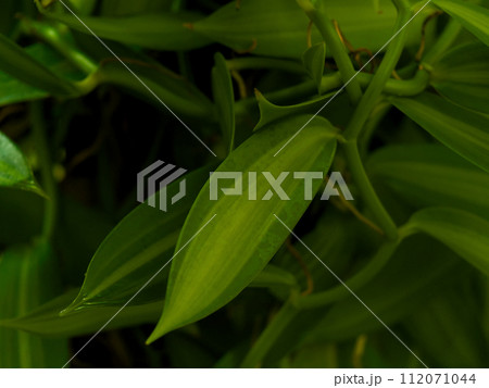 つる性植物　ラン科バニラの扁平な葉 112071044
