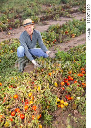 Man farmer checking tomatoes damaged after storm 112071100
