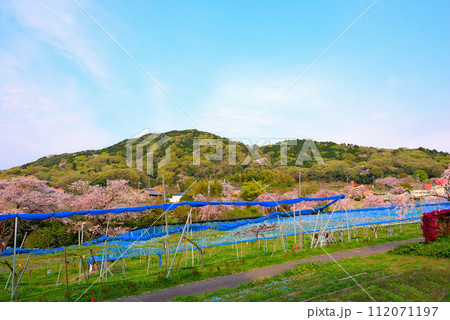《愛知県》名古屋市東谷山フルーツパークの桜と名古屋市最高峰の東谷山 《愛知県》名古屋市東谷山フルーツパークの桜と名古屋市最高峰の東谷山 112071197