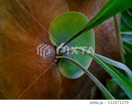 熱帯の着生羊歯植物　ウラボシ科ビカクシダ 112071270