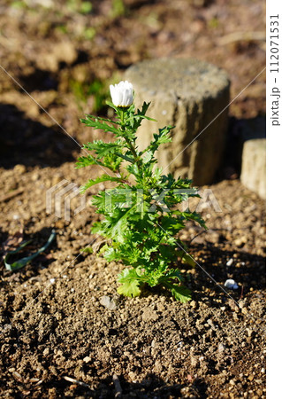 花 花 112071531