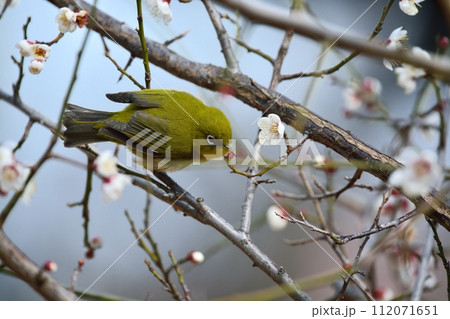 メジロと梅の花 メジロと梅の花 112071651