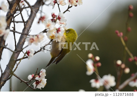 メジロと梅の花 112071688
