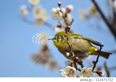 メジロと梅の花 メジロと梅の花 112071732