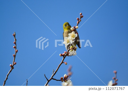 メジロと梅の花 メジロと梅の花 112071767