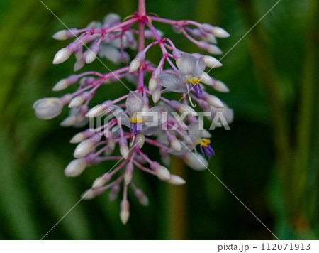 熱帯花木　ノボタン科メディニラ・クラサタの花 112071913