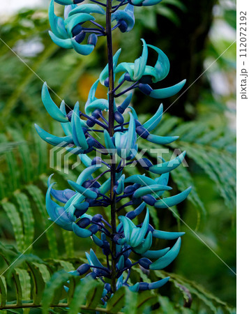 常緑つる性熱帯植物　マメ科ヒスイカズラの花 112072192