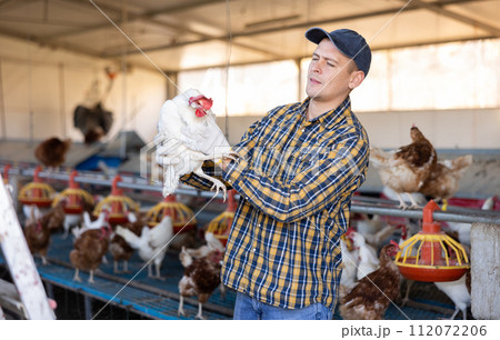 experienced european man holding chickens in chicken farm 112072206