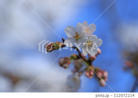 春の訪れを告げる桜 112072214