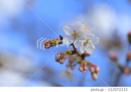 春の訪れを告げる桜 112072215