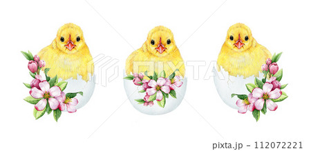 Cute chick in cracked egg shell with spring flower Easter decor set. Watercolor illustration. Hand drawn small fluffy chicken hatched from the egg with spring flowers collection. White background Cute chick in cracked egg shell with spring flower Easter decor set. Watercolor illustration. Hand drawn small fluffy chicken hatched from the egg with spring flowers collection. White background 112072221