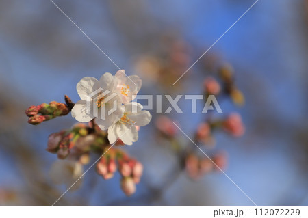 春の訪れを告げる桜 春の訪れを告げる桜 112072229
