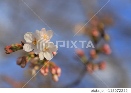 春の訪れを告げる桜 112072233