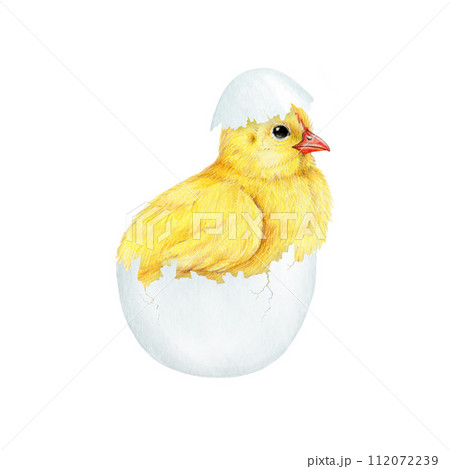 Funny chick in cracked egg shell. Watercolor painted illustration. Hand drawn small fluffy chicken hatched from the egg. Newborn chick farm bird element on white background Funny chick in cracked egg shell. Watercolor painted illustration. Hand drawn small fluffy chicken hatched from the egg. Newborn chick farm bird element on white background 112072239