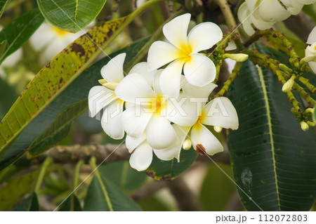 White Frangipani flower Plumeria alba with green leaves 112072803