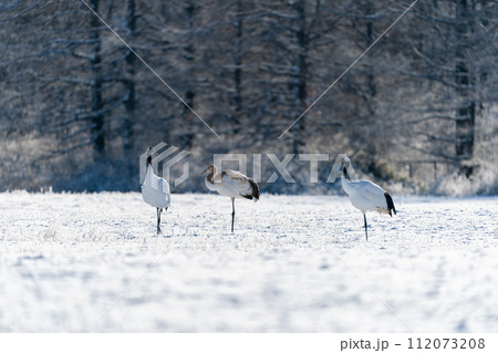 給餌場に飛来するタンチョウ家族 112073208