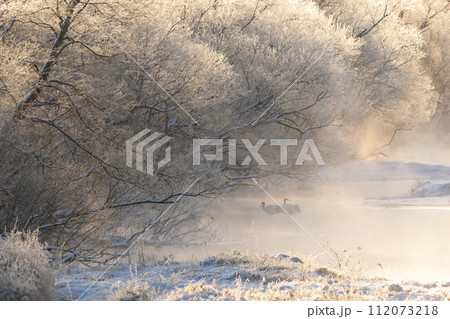 朝陽に染まる樹氷とタンチョウのねぐら 朝陽に染まる樹氷とタンチョウのねぐら 112073218