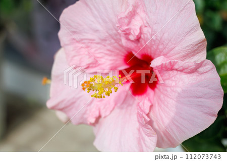 式根島の美しいハイビスカスとブーゲンビリア、ハナキリン等の花壇。  東京都伊豆諸島式根島にて。 20 112073743