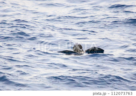 利島の海で見かけた飛翔する美しいオオミズナギドリ(ミズナギドリ科)。 東海汽船東京湾〜伊豆諸島航路 利島の海で見かけた飛翔する美しいオオミズナギドリ(ミズナギドリ科)。 東海汽船東京湾〜伊豆諸島航路 112073763