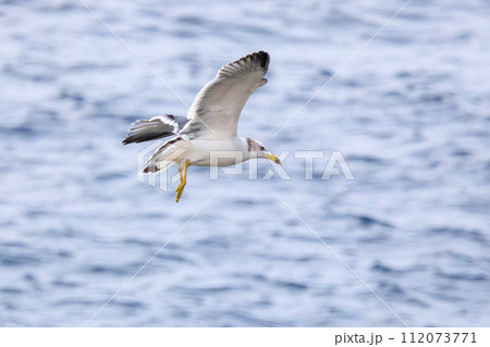 伊豆大島の海で見かけた飛翔する美しいウミネコ（カモメ科）。  東海汽船東京湾〜伊豆諸島航路のさるびあ 112073771