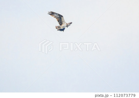 伊豆大島の海で見かけた、魚を捕らえ掴んだまま飛翔する美しいミサゴ（タカ科）。  東海汽船東京湾〜伊豆 112073779