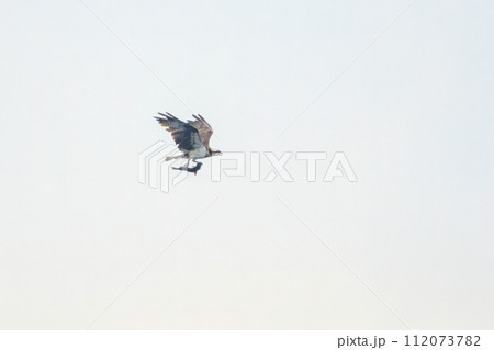 伊豆大島の海で見かけた、魚を捕らえ掴んだまま飛翔する美しいミサゴ(タカ科)。 東海汽船東京湾〜伊豆 伊豆大島の海で見かけた、魚を捕らえ掴んだまま飛翔する美しいミサゴ(タカ科)。 東海汽船東京湾〜伊豆 112073782