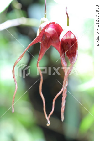 アリストロキア・トリカウダタの花 アリストロキア・トリカウダタの花 112073983