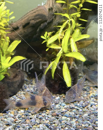 アクアリウム 熱帯魚 コリドラス ワイツマニー アクアリウム 熱帯魚 コリドラス ワイツマニー 112074211