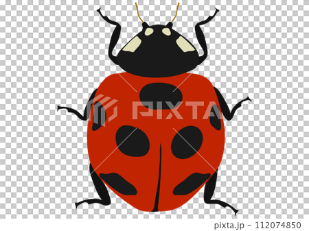 有益昆蟲“七星瓢蟲” 112074850