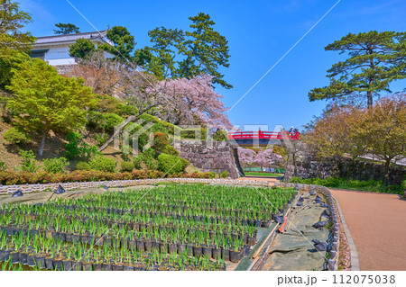桜咲く神奈川県小田原市の小田原城址公園の花菖蒲園から常盤木橋、常盤木門方面を見る 桜咲く神奈川県小田原市の小田原城址公園の花菖蒲園から常盤木橋、常盤木門方面を見る 112075038